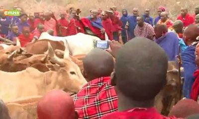 Maasai holy cow ceremony