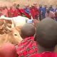 Maasai holy cow ceremony