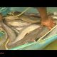 Smart Farm Fish Farming