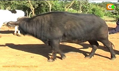 Nyati Anayefugwa Samburu
