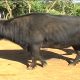 Nyati Anayefugwa Samburu
