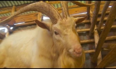 Smart Farm – Dairy Goat Farming