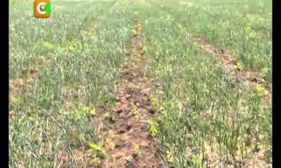Smart Farm: Garlic Farming