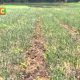 Smart Farm: Garlic Farming
