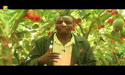 Smart Farm: Tree Tomato