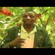 Smart Farm: Tree Tomato