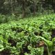 Smart Farm: Mixed Farming