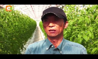 Japan In Kenyan Eyes –  Advanced Tomato Farming Technology