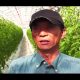 Japan In Kenyan Eyes –  Advanced Tomato Farming Technology