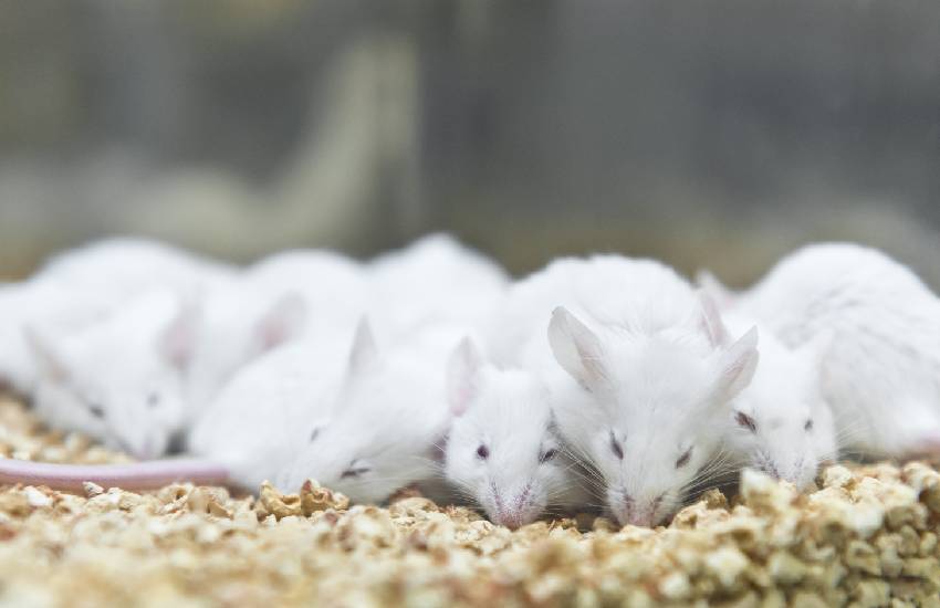 Bedding of research rats cleaned like a five star hotel