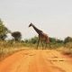 Does privatising national parks make economic sense?