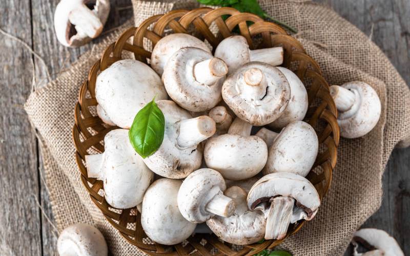 Mushroom farming: reaping the fruits of fungi culture