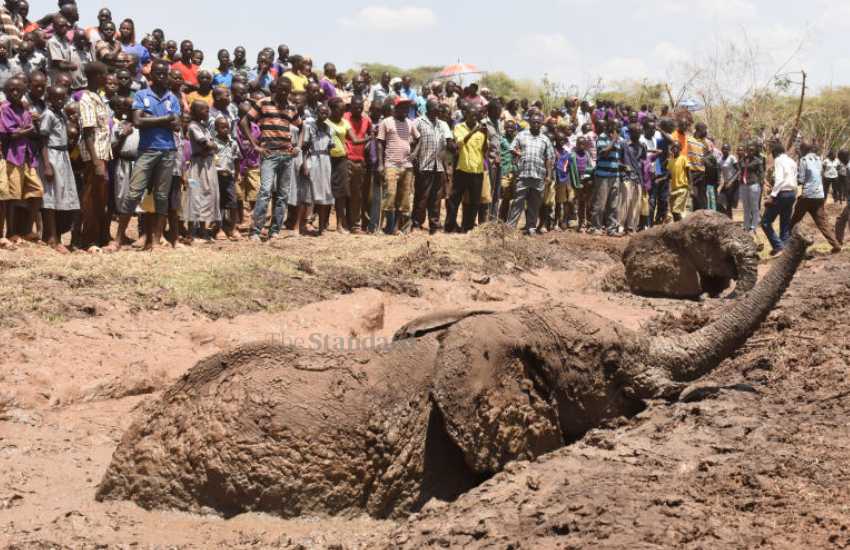 Kerio Valley’s ‘crocodile lake’ on verge of extinction