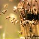 Man dies in Trans Nzoia after bees invade home