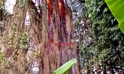 Scare as Mugumo Tree Bursts Into Flames – LitKenya