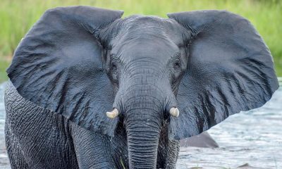 It will cost you Ksh 500,000 to name an elephant- KWS | Latest News Updates & Newspaper Headlines