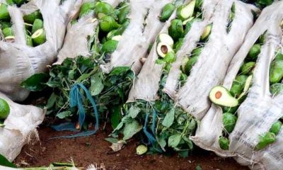 Kirinyaga Man destroys Ksh 200K farm produce because wife wanted to work on Father’s Day | Latest News Updates & Newspaper Headlines