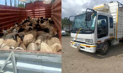 Detectives Intercept Stolen Livestock Worth Over Ksh2m