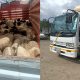 Detectives Intercept Stolen Livestock Worth Over Ksh2m