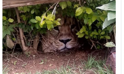 [PHOTOS] Meru residents call KWS over hiding Lion turning out to be Carrefour shopping bag