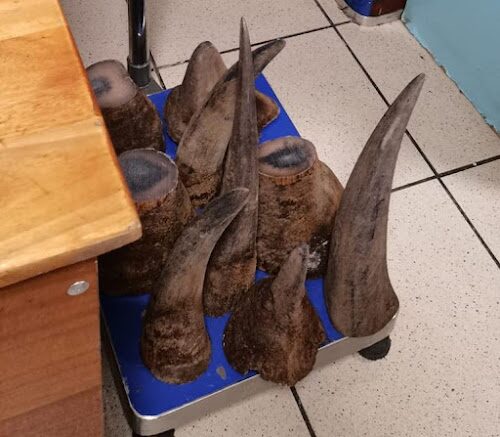 Confiscated rhino horn, illegal wildlife trafficking evidence.